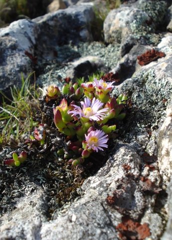 Esterhuysenia drepanophylla making progress